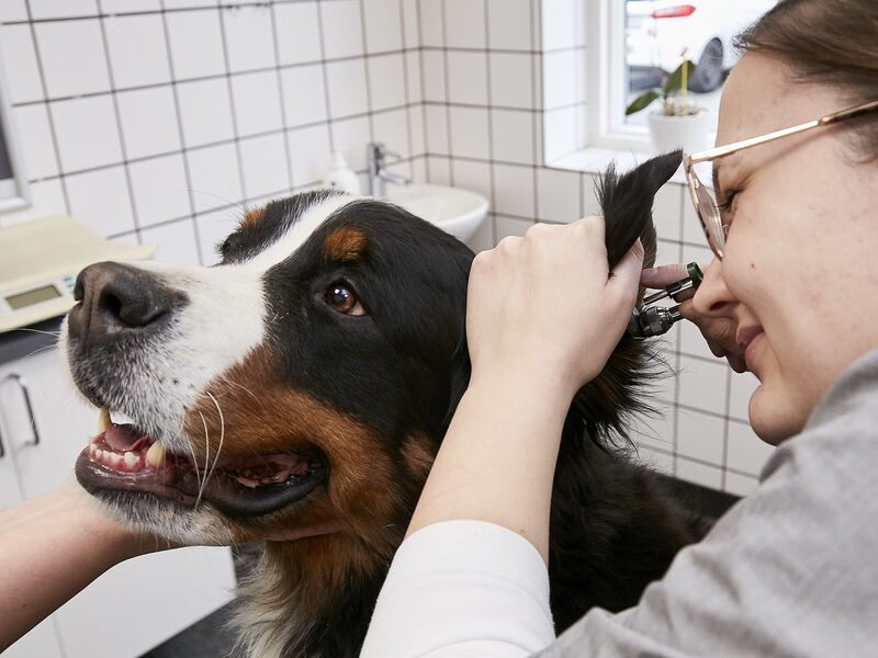 Veterinærsygeplejerske med dyr på Bygholm Dyrehospital