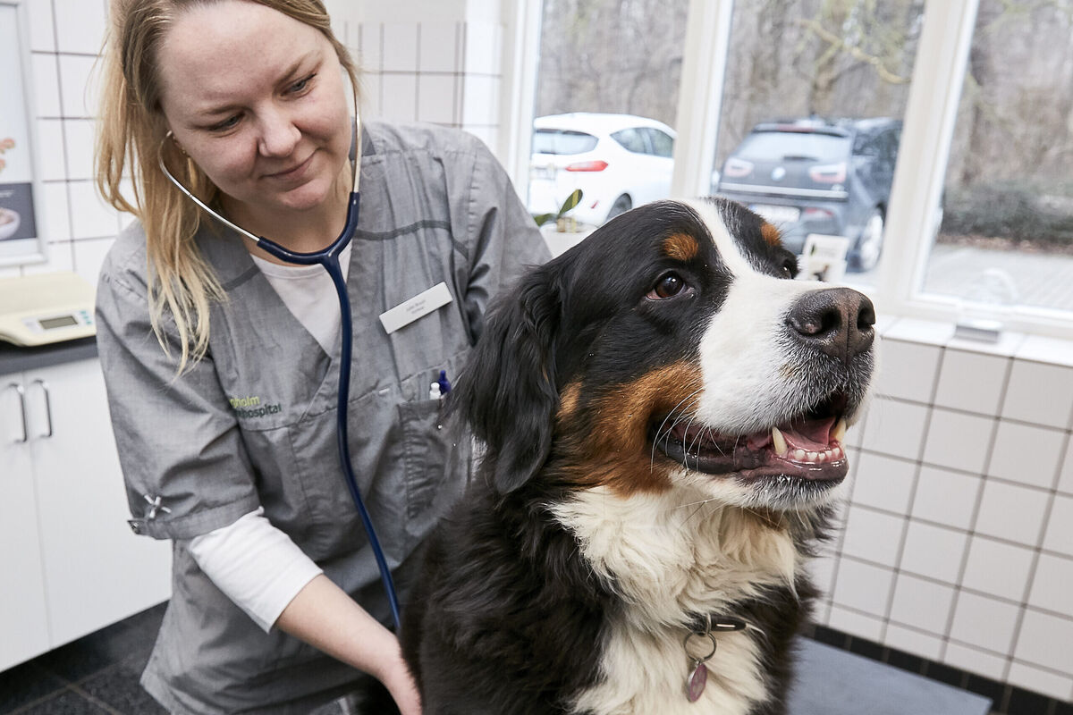 Konsultation hos Bygholm Dyrehospital