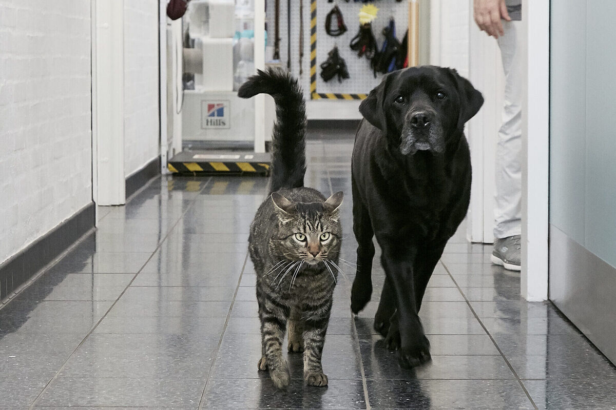Hunde hos Bygholm Dyrehospital