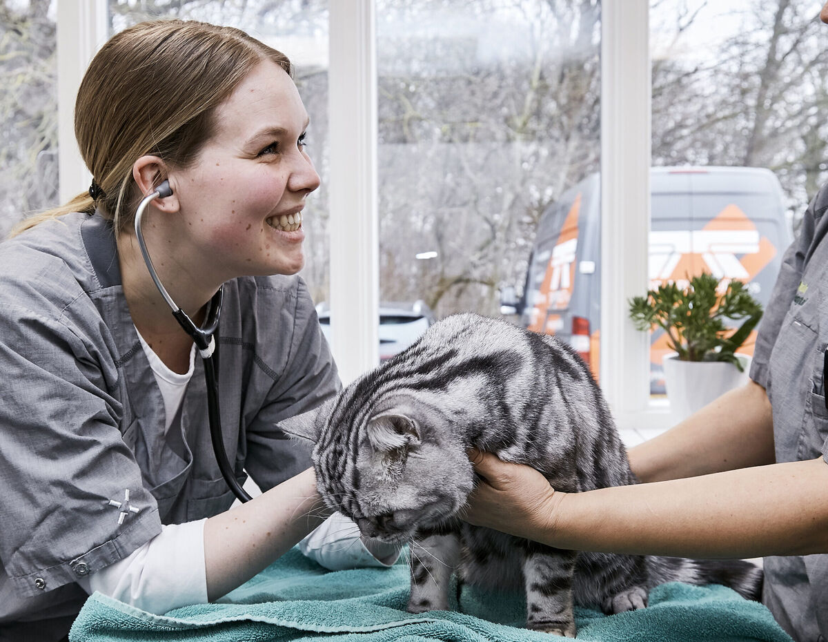 Teamet på Bygholm Dyrehospital